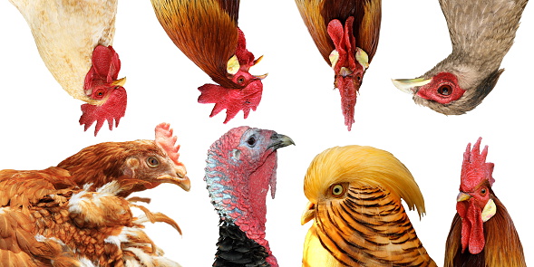 collection of poultry portraits isolated over white background