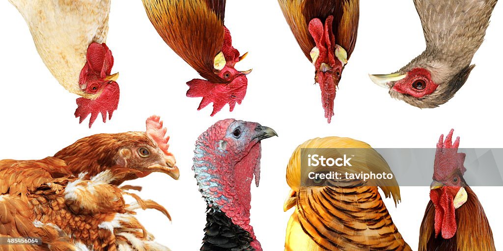 collection of poultry portraits collection of poultry portraits isolated over white background Composite Image Stock Photo