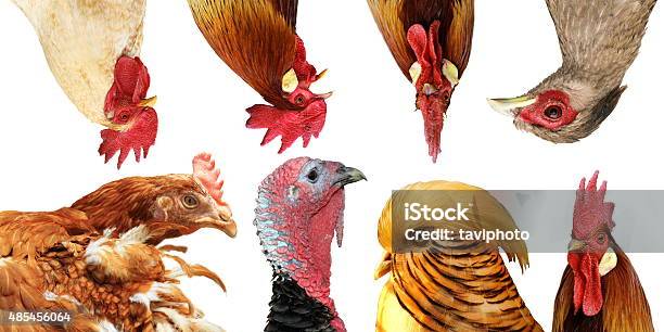 Collection Of Poultry Portraits Stock Photo - Download Image Now - Composite Image, Pheasant - Bird, 2015