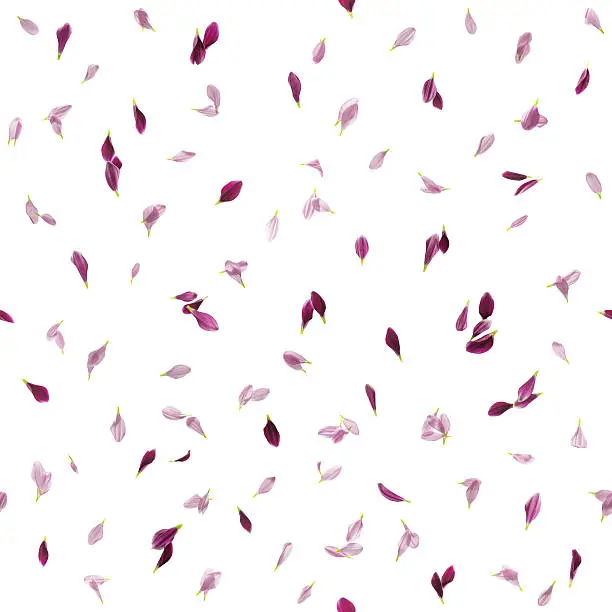 Photo of Purple Petals Pattern