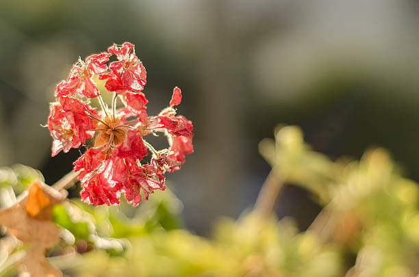 getrockneten roten geranie enthält nahaufnahme - oriental poppy poppy leaf close up stock-fotos und bilder