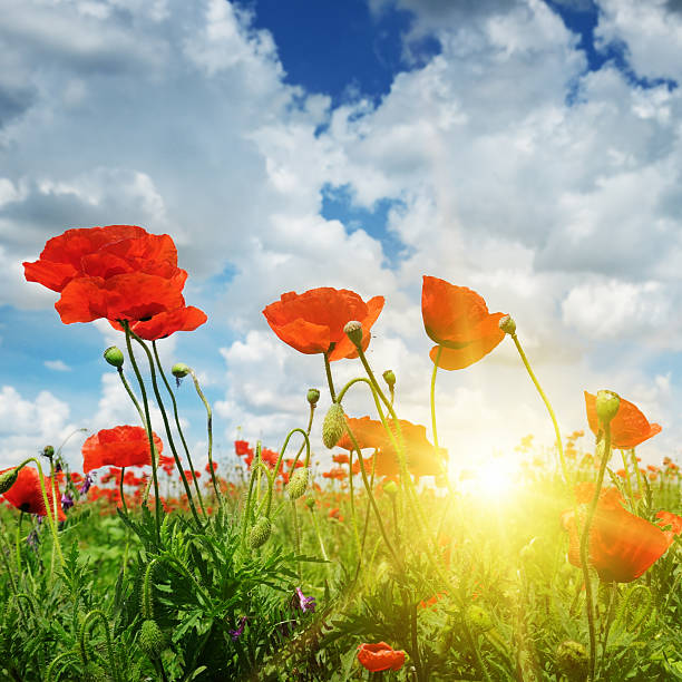 istock field with poppies and sun 485456428