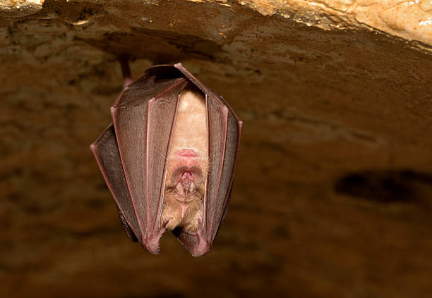 Leaf-nosed bat (Phyllostomidae) stock photo