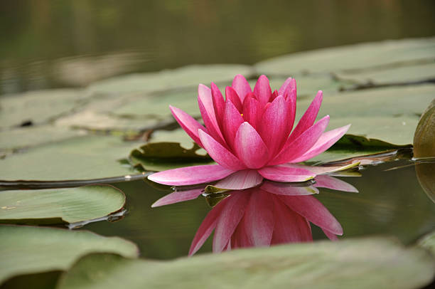 istock Blossom pink waterlily 485457148