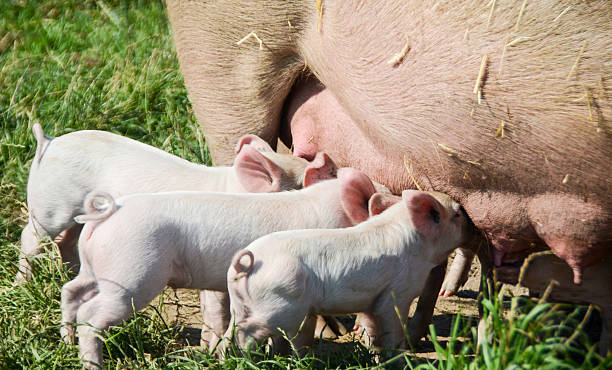 istock Organic sow is feeding the piglets 485457466