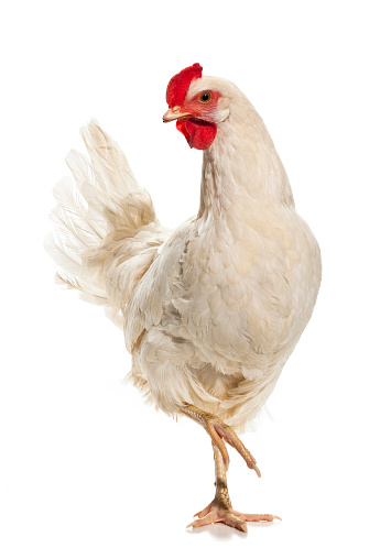 Live Chicken photographed in the studio on a on White Background.