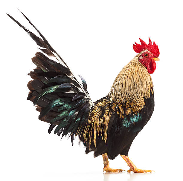 istock Live Chicken Isolated on White Background 485457506