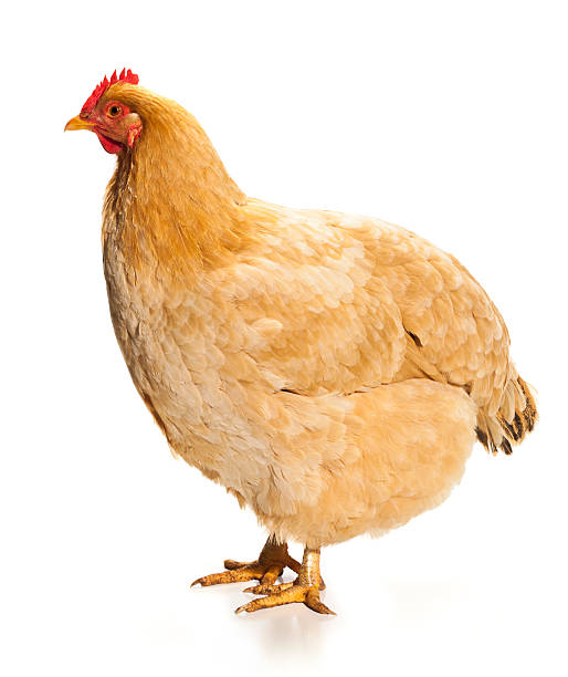 istock Live Buff Orpington Chicken Isolated on White Background 485457634