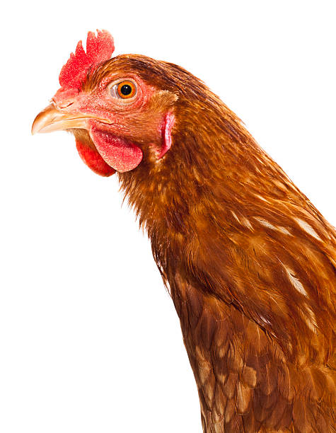 istock Close Up of a Chicken on White Background 485457656