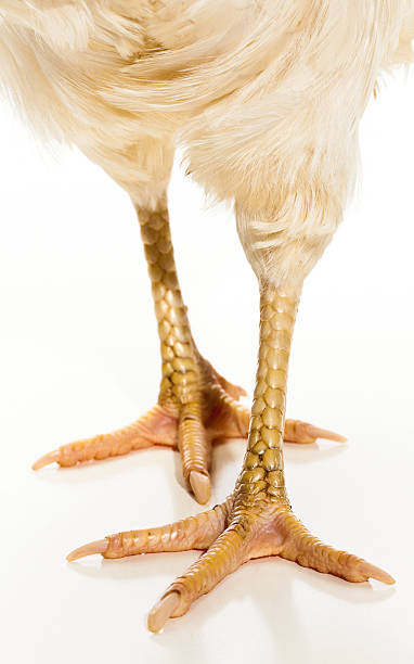 Close Up of Chicken Legs on White Background Live Chicken photographed in the studio on a on White Background. animal limb stock pictures, royalty-free photos & images
