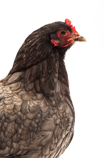 istock Close Up of a Chicken on White Background 485457714