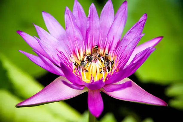 Bee swarm lotus bloom in the morning.