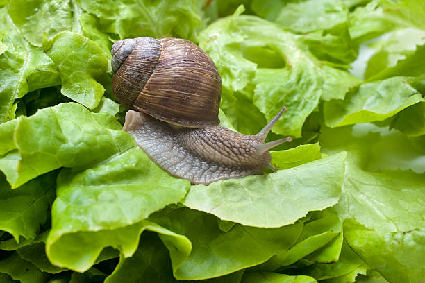 istock Helix pomatia, Burgundy snail 485458546