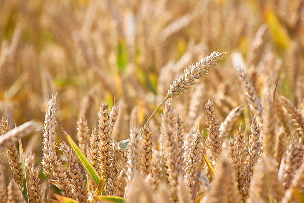 goldene ähren - winter wheat fotografías e imágenes de stock
