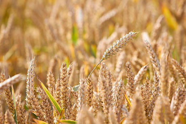 prix goldene ähren - wheat cereal plant agriculture whole wheat photos et images de collection