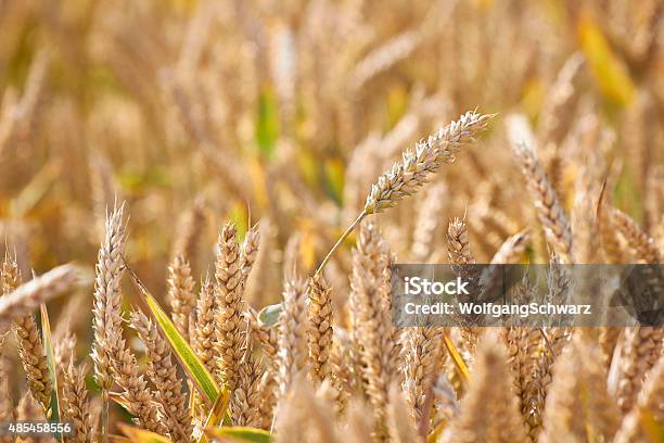 Foto de Goldene Ähren e mais fotos de stock de Trigo de Inverno - Trigo de Inverno, 2015, Agricultura