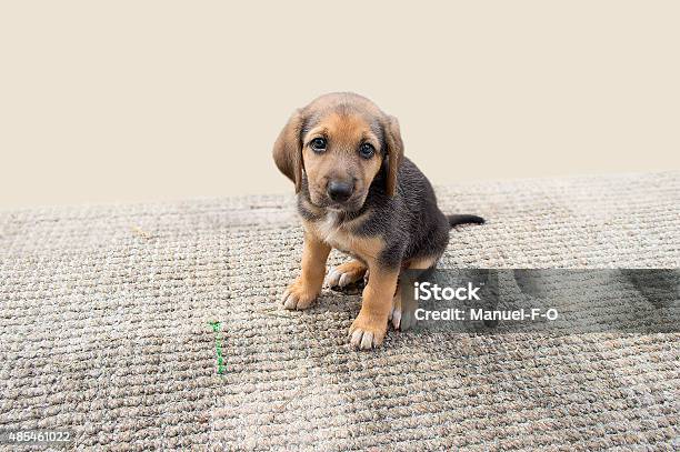 Cute Puppy Dog Stock Photo - Download Image Now - 2015, Affectionate, Alertness