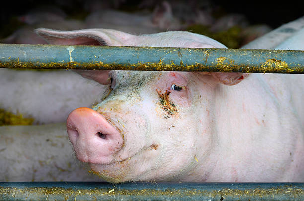 istock Austria, animal farming 485461426