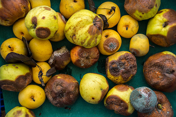 istock Tray of Rotten Apples 485461612