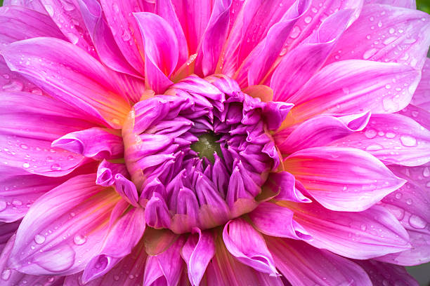 istock Close-up Pink Dahlia flower 485462240