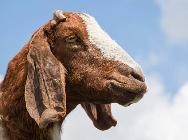 istock ram's head, an animal farm 485462446