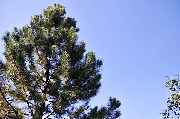 pine - pine tree imagens e fotografias de stock