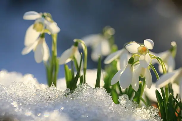 Snowdrops through snow