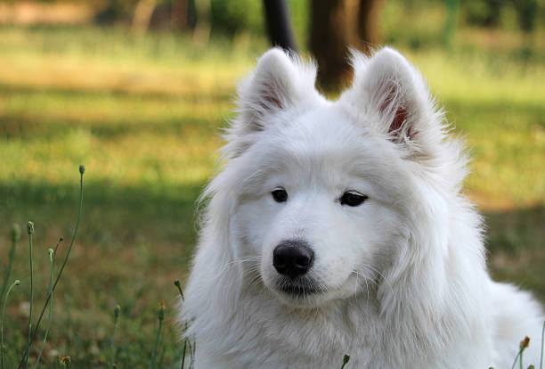 istock White samoyed puppy dog relax at garden 485465432