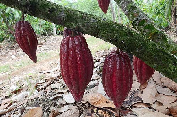 istock Cacao plantation Indonesia 485465968