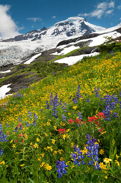 monte baker wildflowers - north cascades national park mountain flower wildflower imagens e fotografias de stock