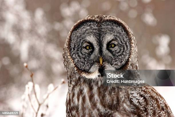 Great Gray Owl Close Up Stock Photo - Download Image Now - Bird, Ontario - Canada, Winter