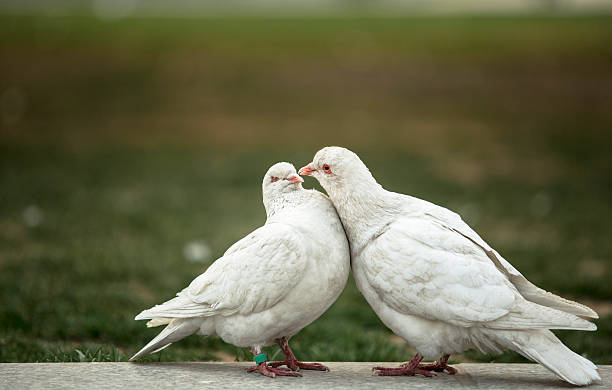 istock kissing doves 485469261