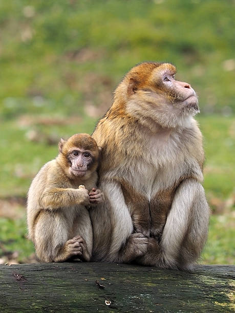 istock Berber monkey mother and child 485469303
