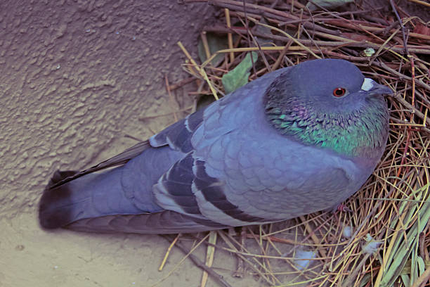 istock Rock Dove, Columba livia, India 485469460