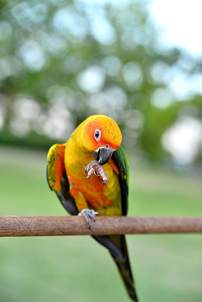 istock beautiful parrot in garden 485470016