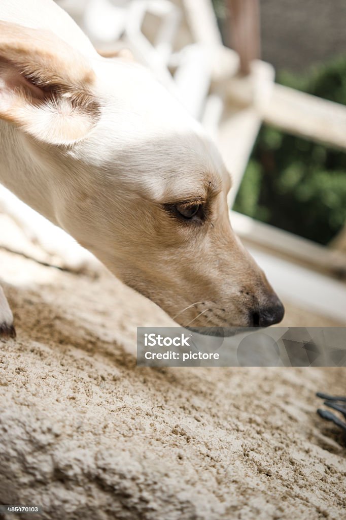 perro - Foto de stock de Aire libre libre de derechos