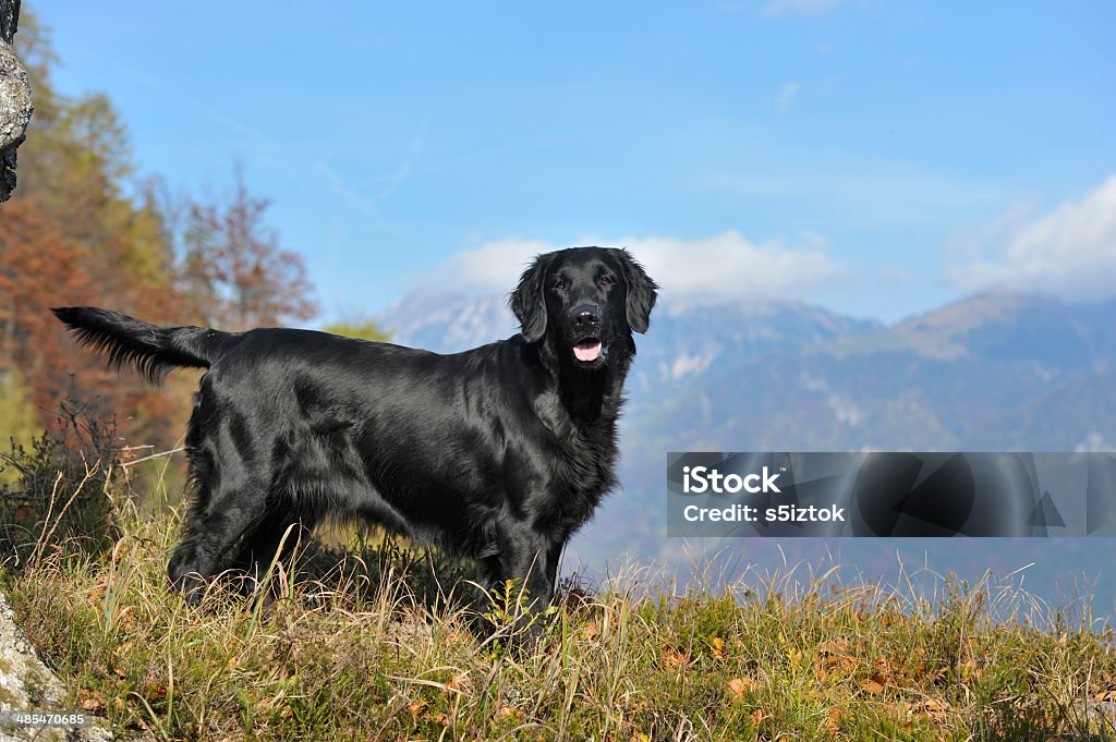 Flat-coated retriever Black retriever on an autumn hunt in high mountains woodland region. Retriever Stock Photo