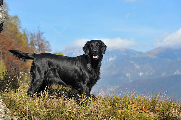 Flat-coated retriever Black retriever on an autumn hunt in high mountains woodland region. retriever stock pictures, royalty-free photos & images