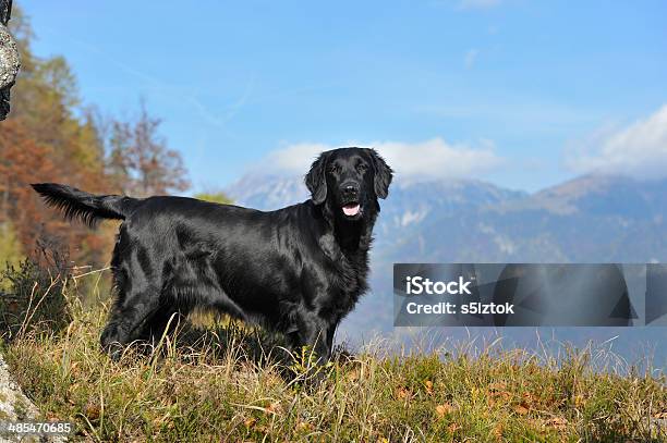 Flatcoated Retriever Stock Photo - Download Image Now - Retriever, Dog, Mountain
