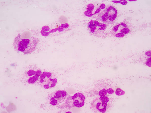 istock Neutrophil white blood cells. 485470760