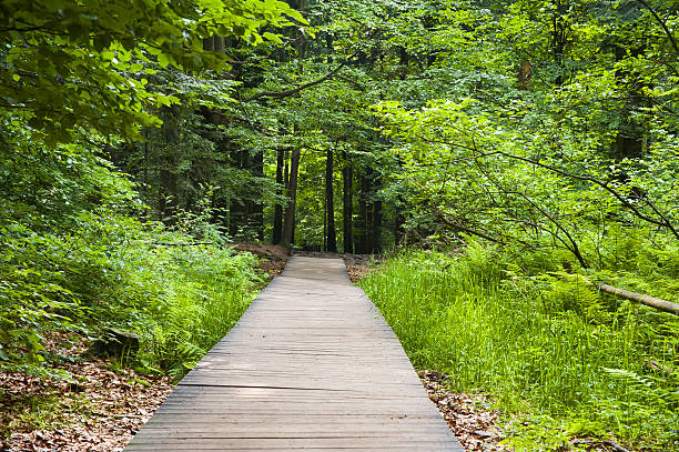 istock Wooden sidewalk in a forest 485471472