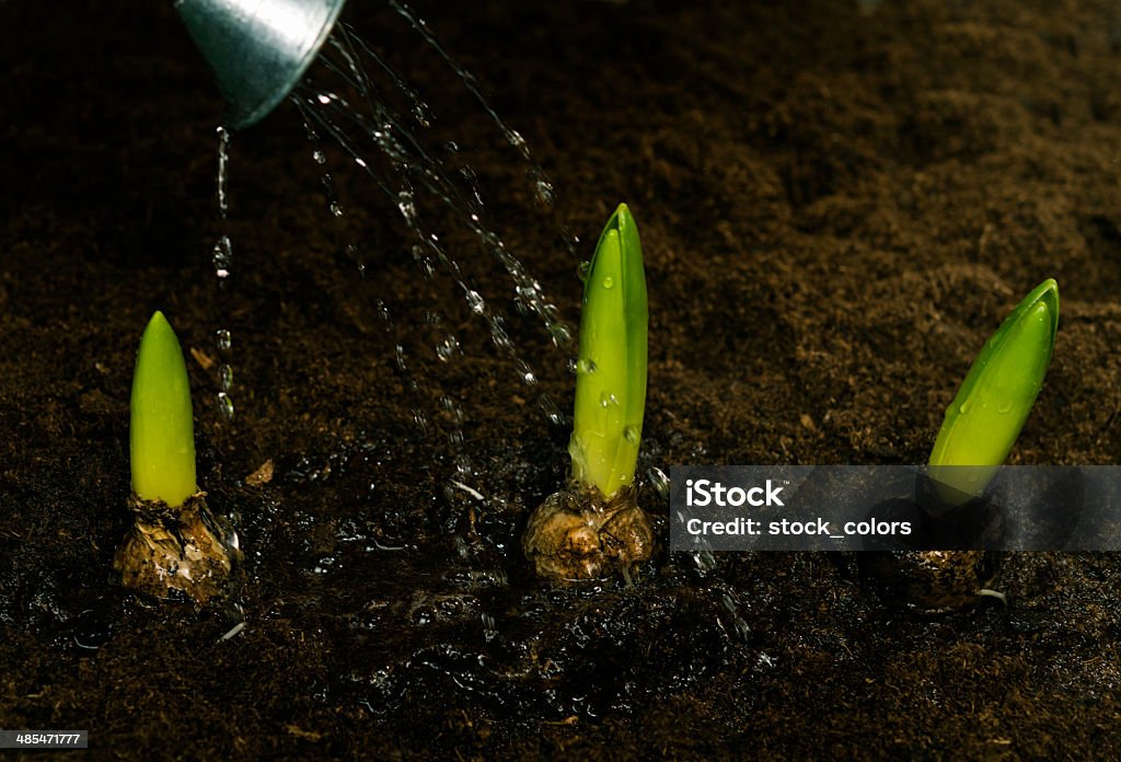 Bombilla de deliciosos flor - Foto de stock de Actividad libre de derechos