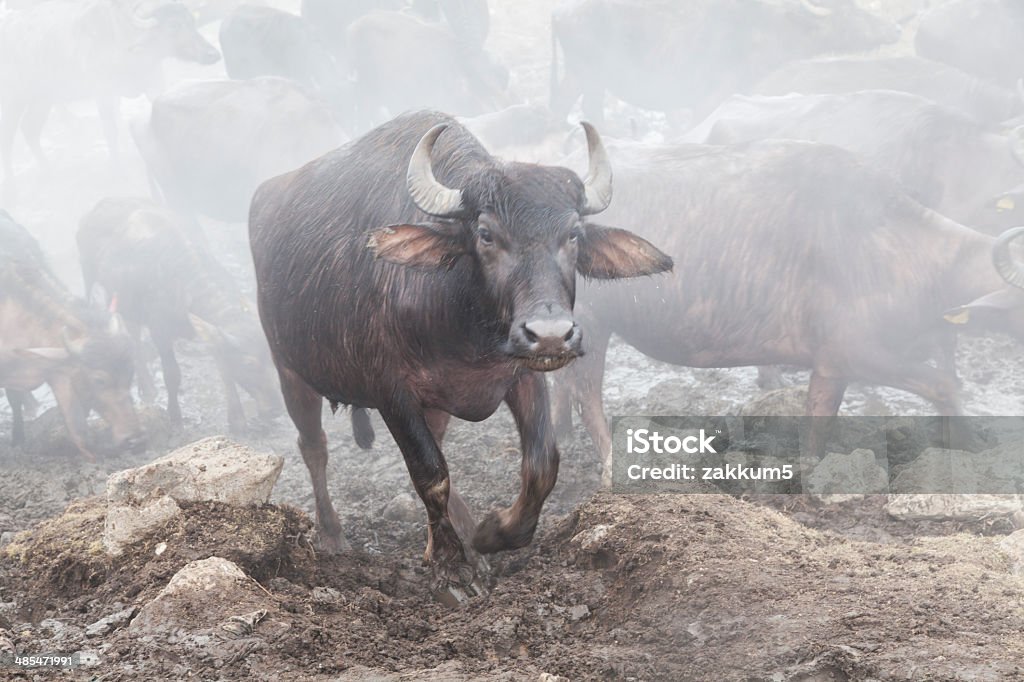 buffalo black water buffalo Animal Stock Photo