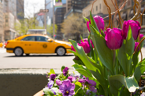 Tulips blooming in New York City. Spring in New York