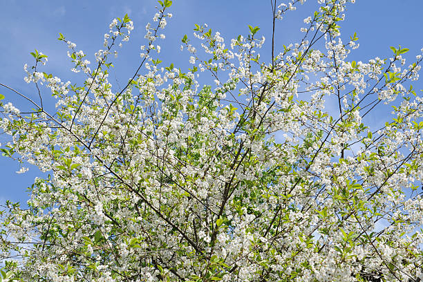 istock Flowers sour cherries 485472590