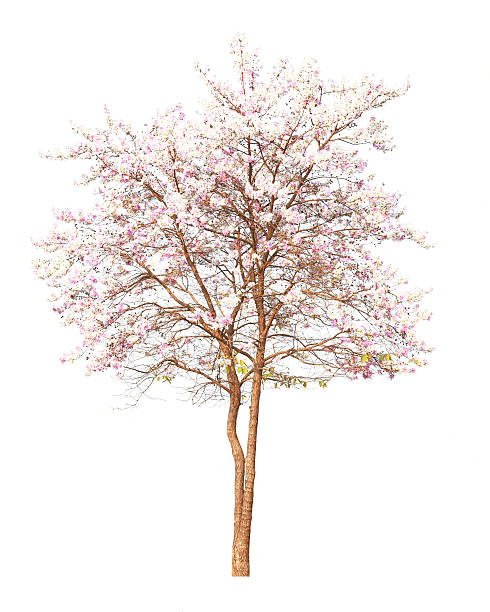 istock Pink Cherry blossom, sakura flowers on white background 485472751