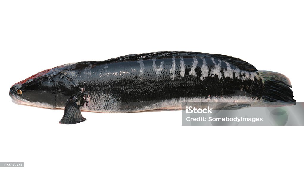 Giant snakehead peixe isolado no fundo branco - Foto de stock de Alimentação Saudável royalty-free