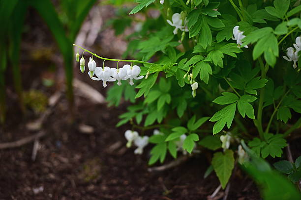 istock Bleeding Heart Flowers 485472820