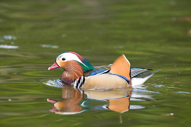 istock Mandarin Duck, Male. Los Angeles 485472893