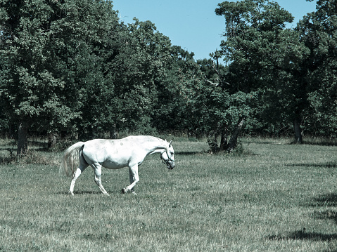 Lipizzaner stallion walks on pasture in sunny day, Lipica, Slovenia, cold tone image